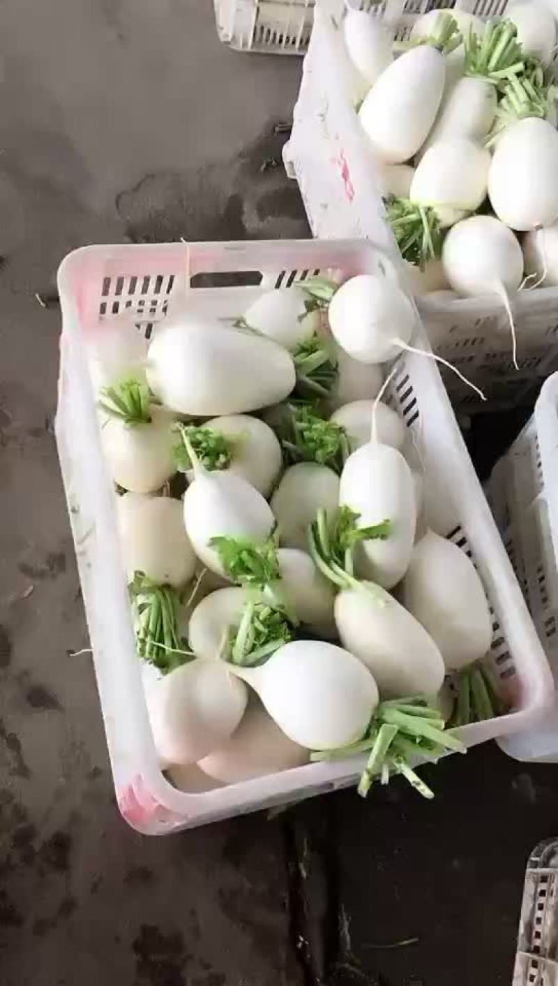 白圆萝卜