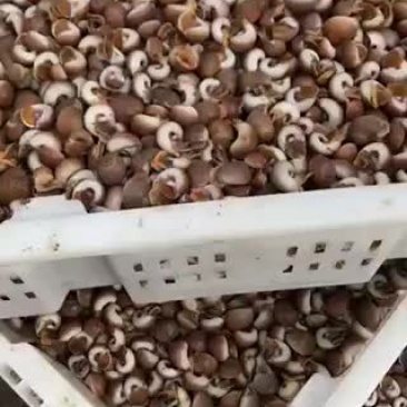 香螺