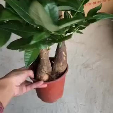 140原盆三杆发财树