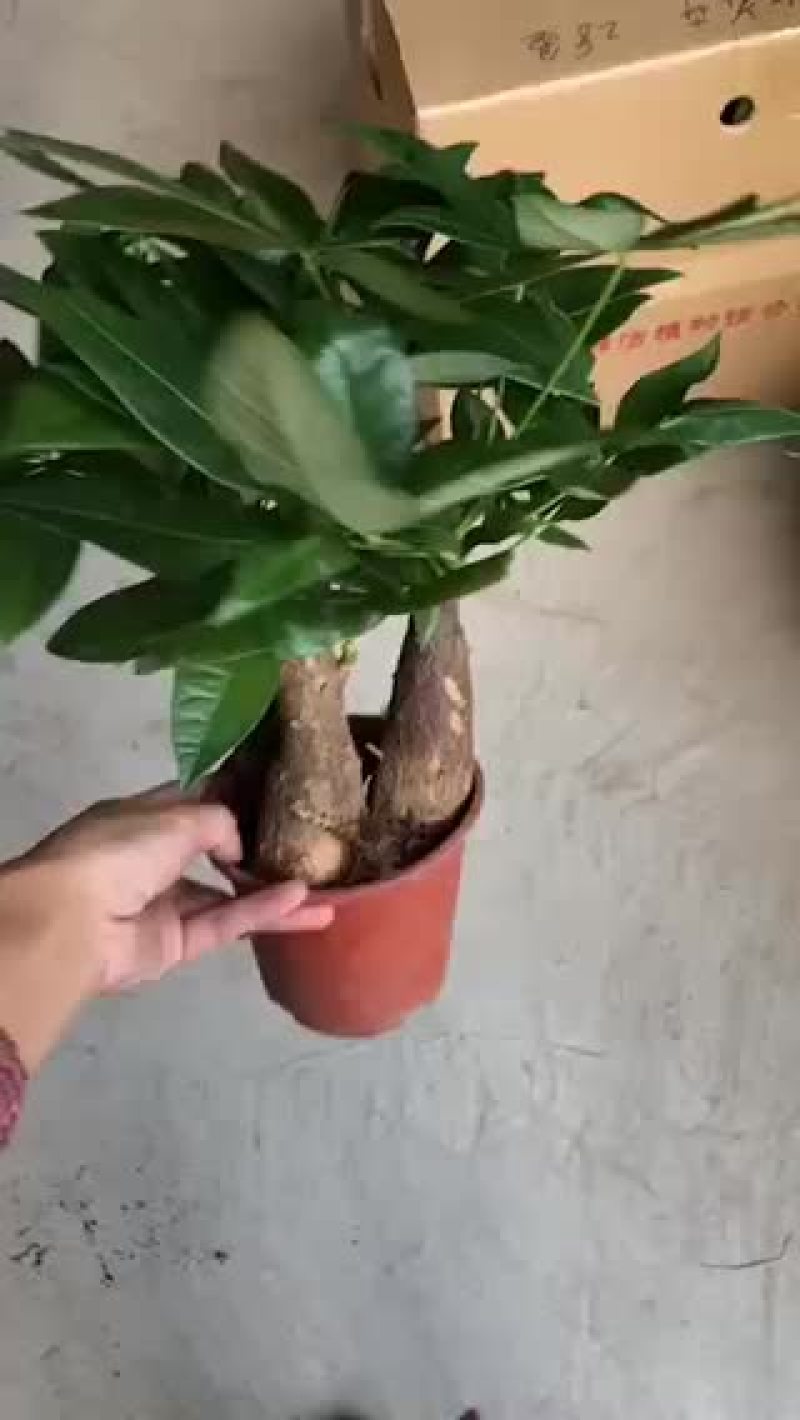 140原盆三杆发财树