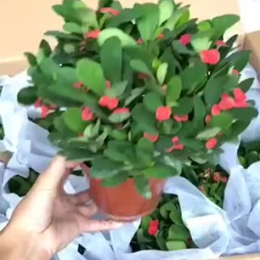 小盆栽-120铁海棠