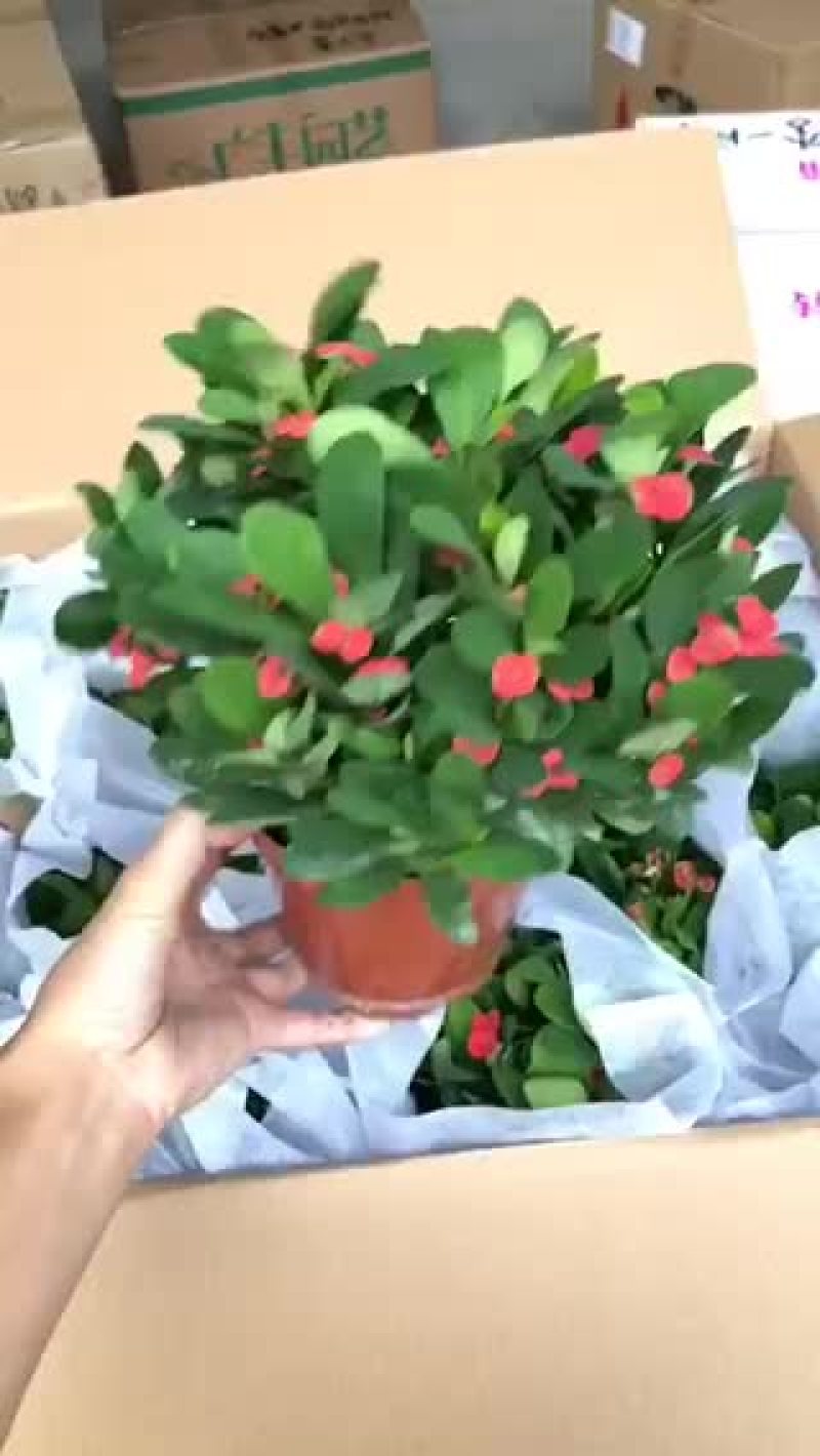 小盆栽-120铁海棠