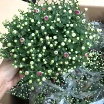 小盆栽-150球菊