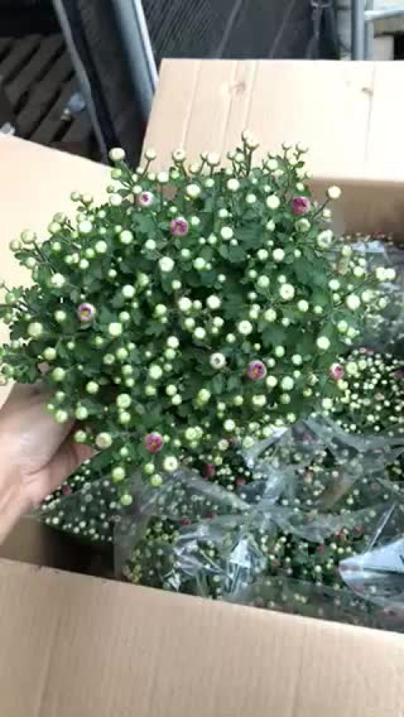 小盆栽-150球菊