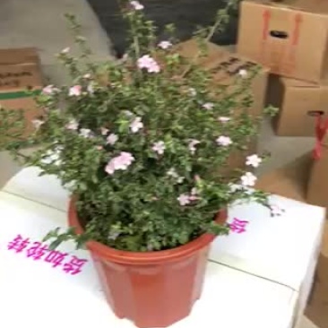 小盆栽-250野丁香