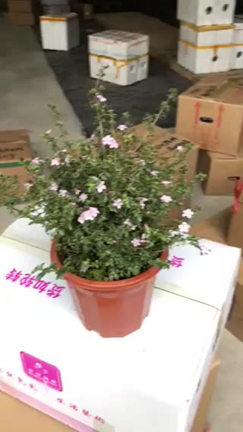 小盆栽-250野丁香