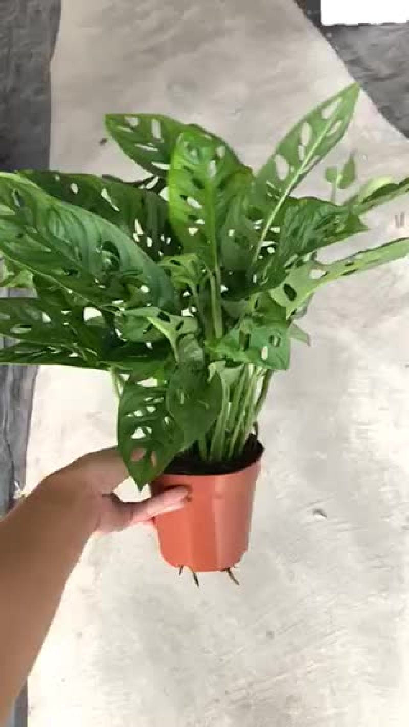 小盆栽-120仙洞龟背竹