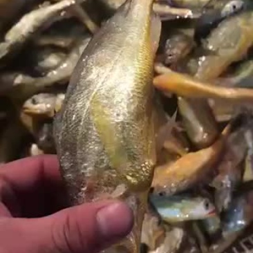 小黄鱼
