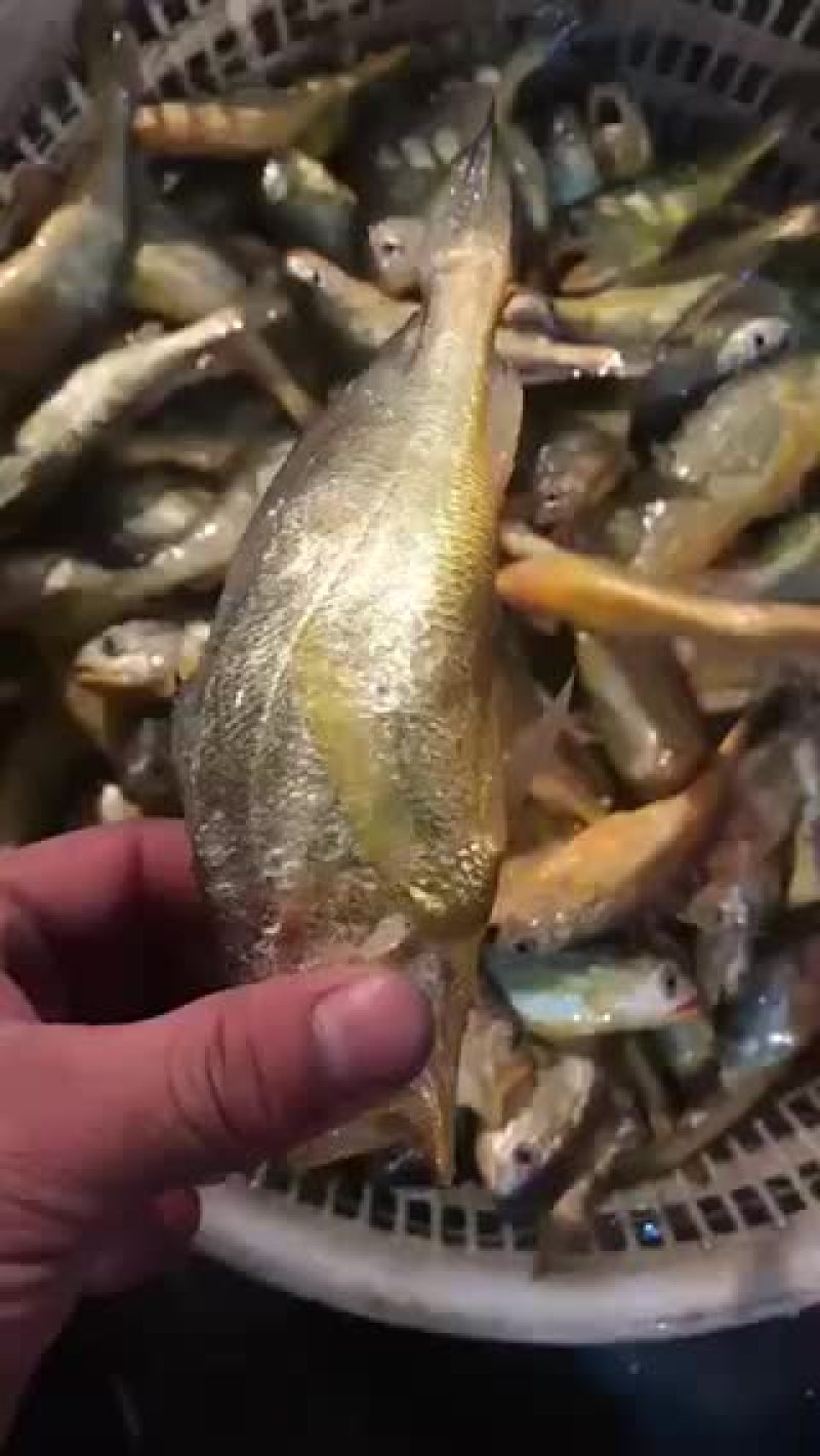 小黄鱼