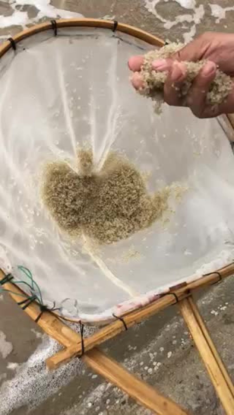 长江一号绒毛蟹，一斤35头左右