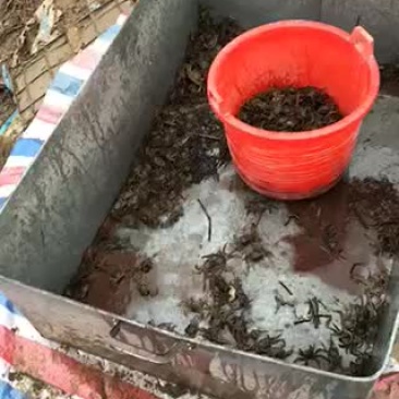长江一号绒毛蟹，一斤35头左右