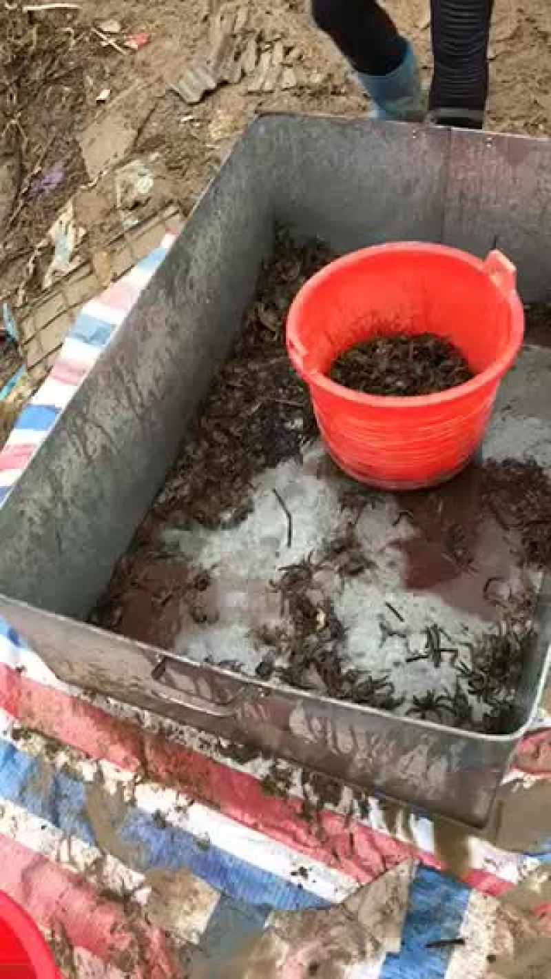长江一号绒毛蟹，一斤35头左右