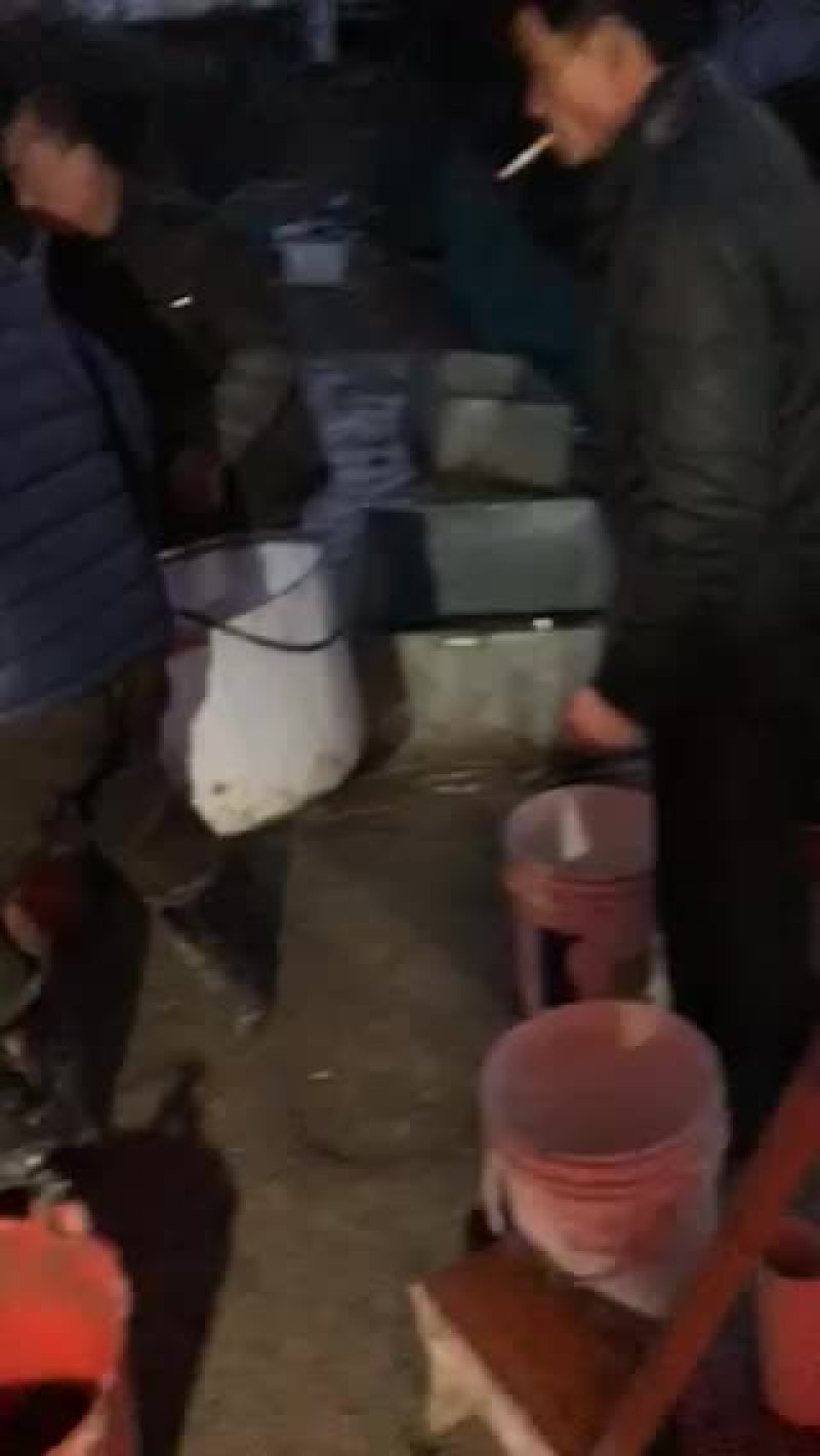 长江一号绒毛蟹，一斤35头左右
