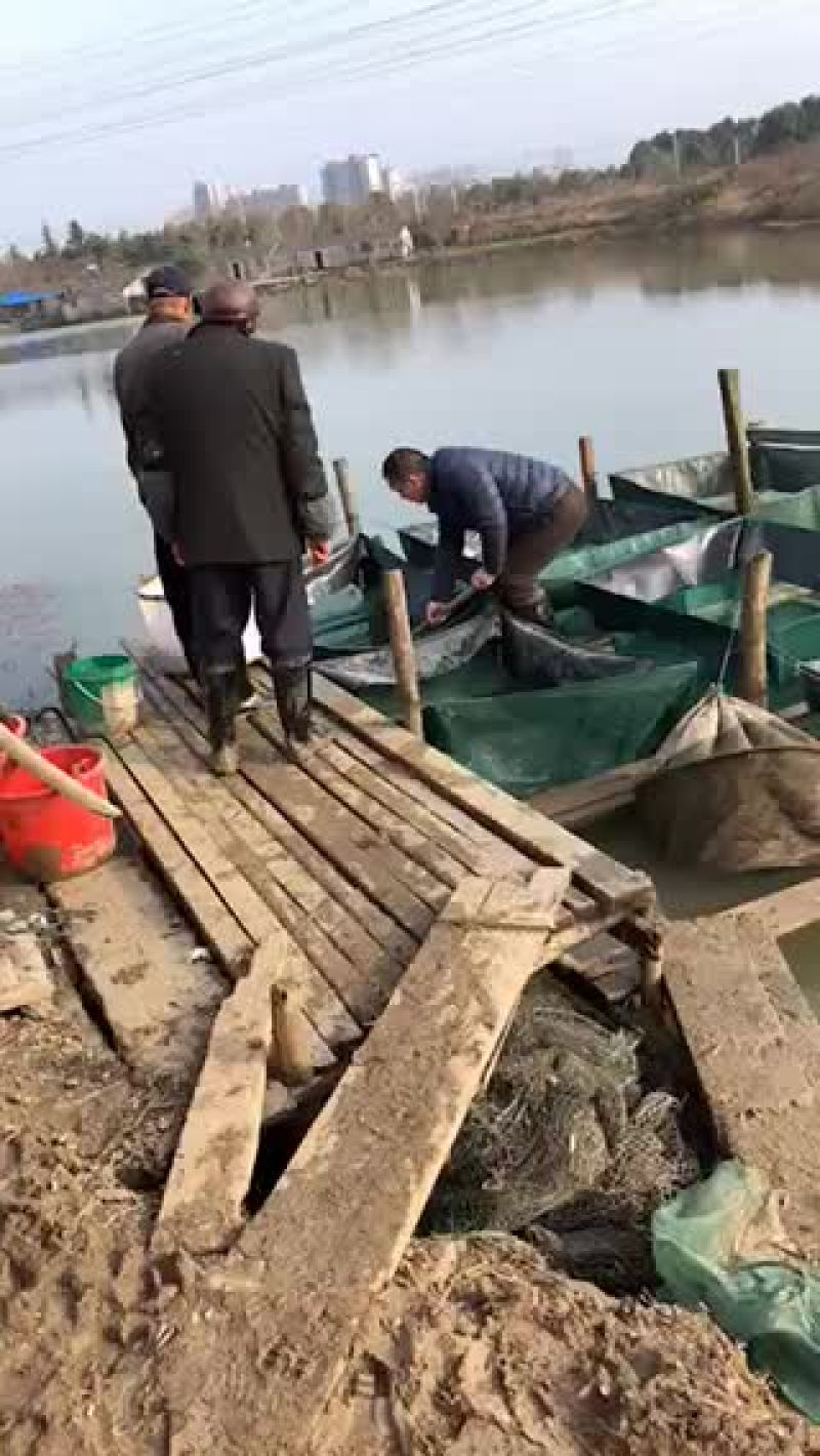 长江一号绒毛蟹，一斤35头左右
