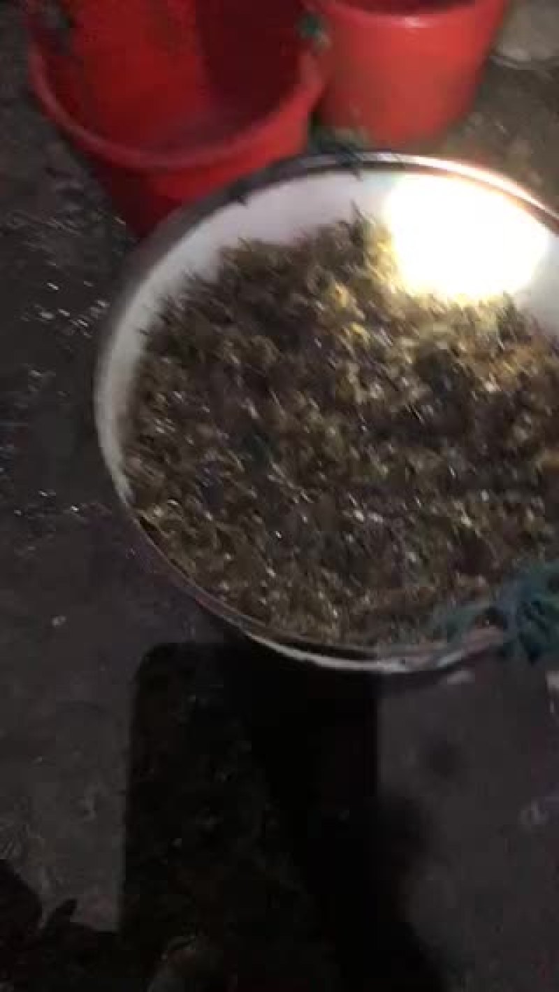 蟹苗。大量销售，六母七公产