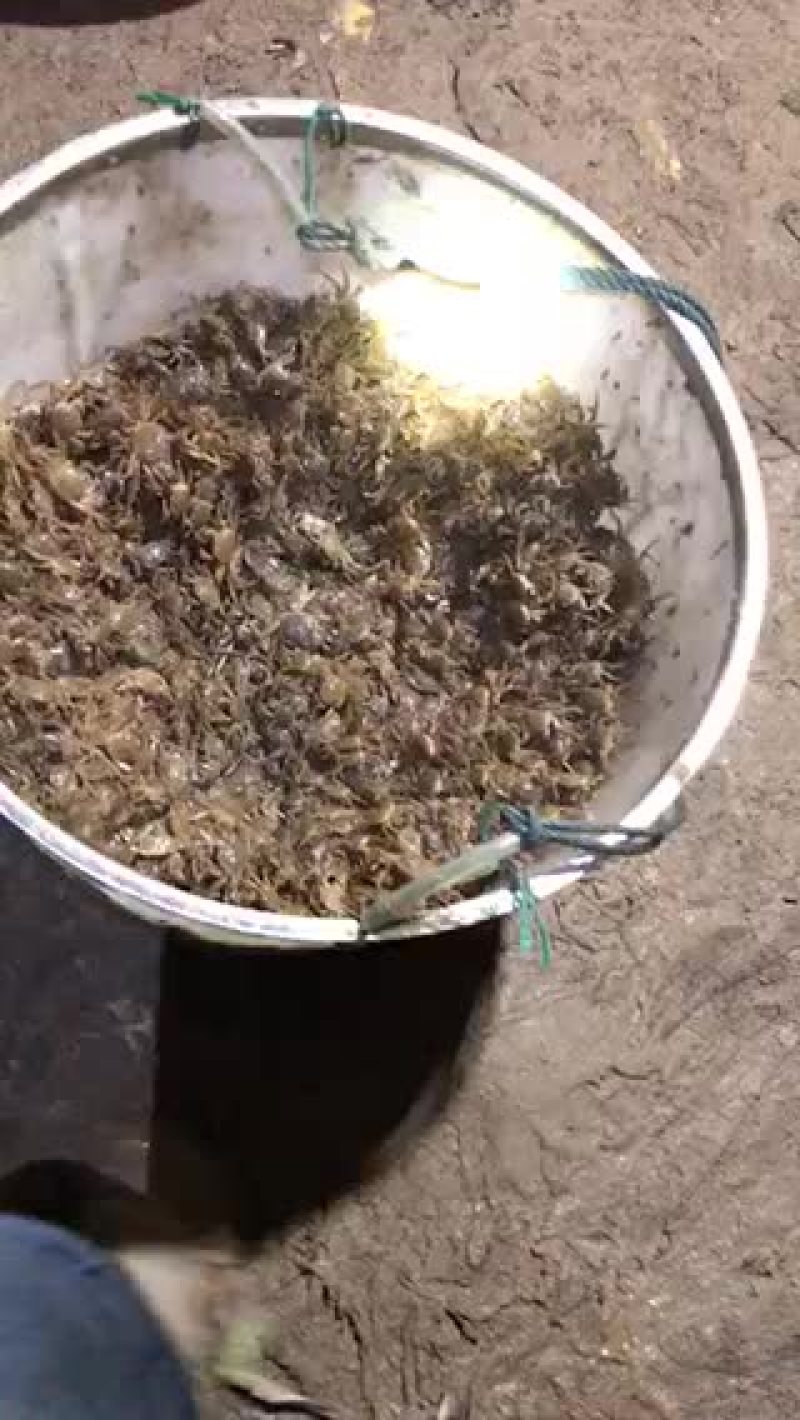 蟹苗。大量销售，六母七公产