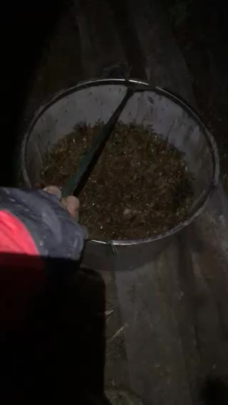 蟹苗。大量销售，六母七公产