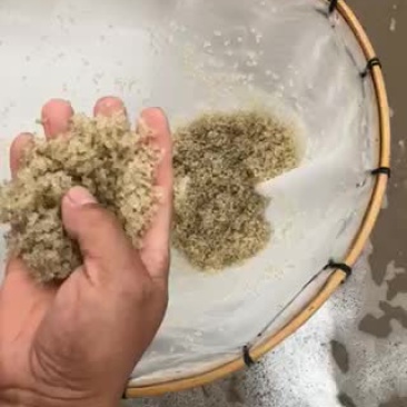 蟹苗。大量销售，六母七公产