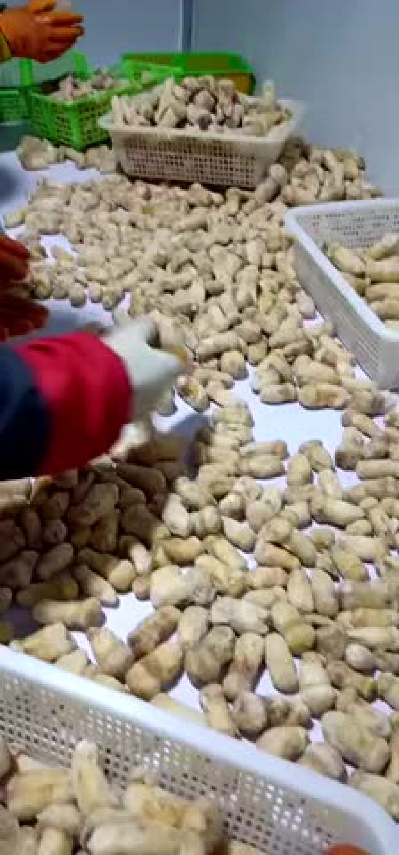 松茸便宜处理了