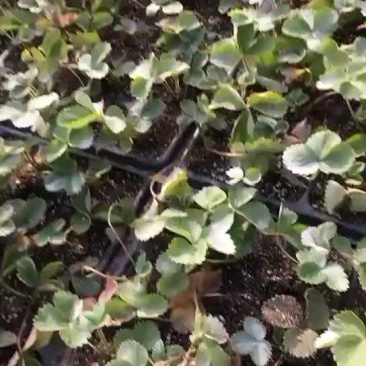 脱毒草莓苗