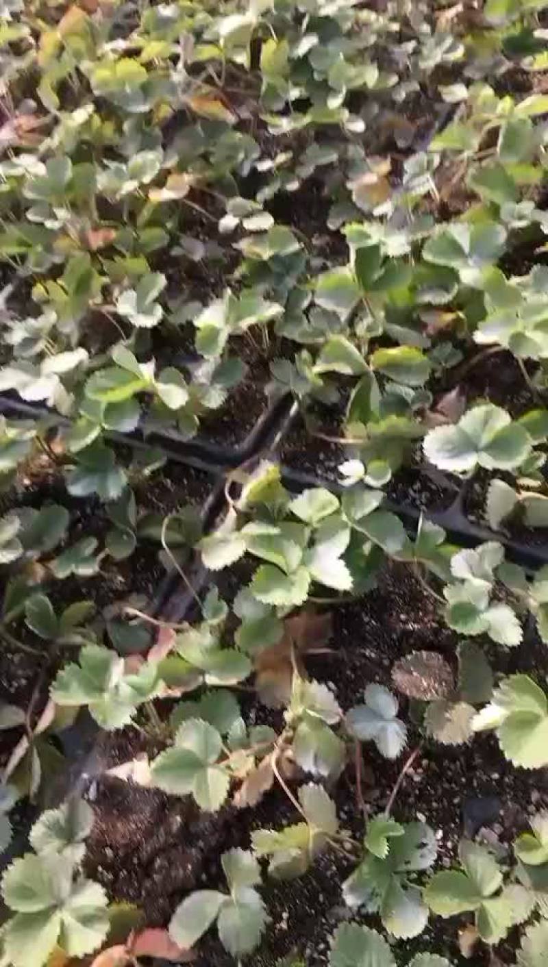 脱毒草莓苗