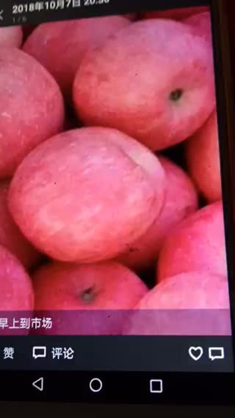红富士苹果