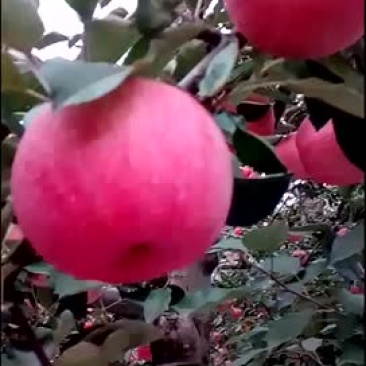 红富士苹果