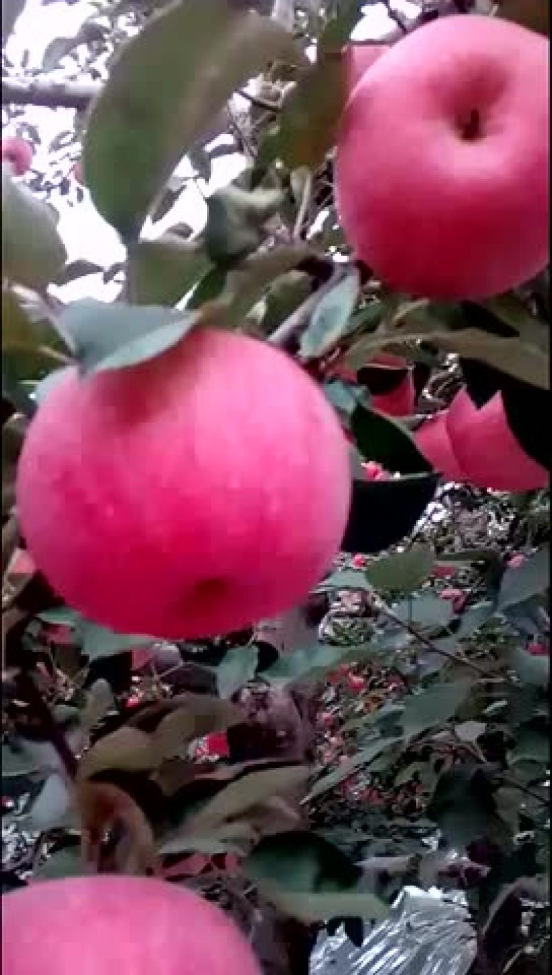 红富士苹果