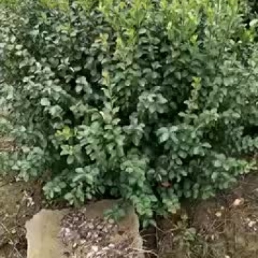 卫茅球