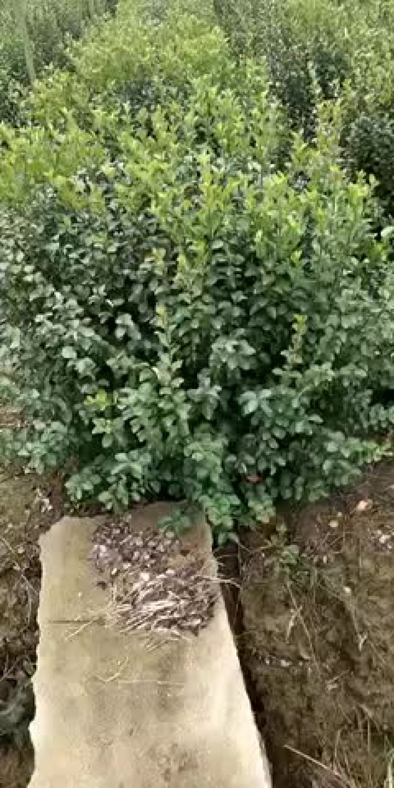 卫茅球