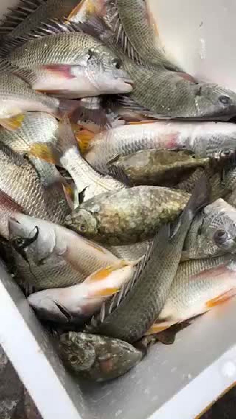 泥猛鱼