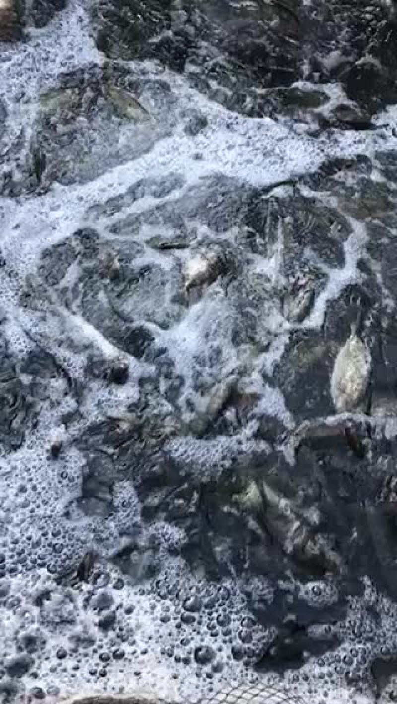 泥猛鱼
