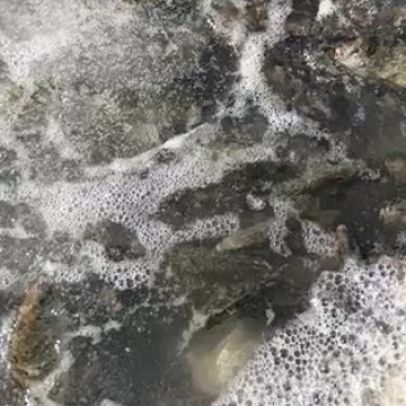 泥猛鱼