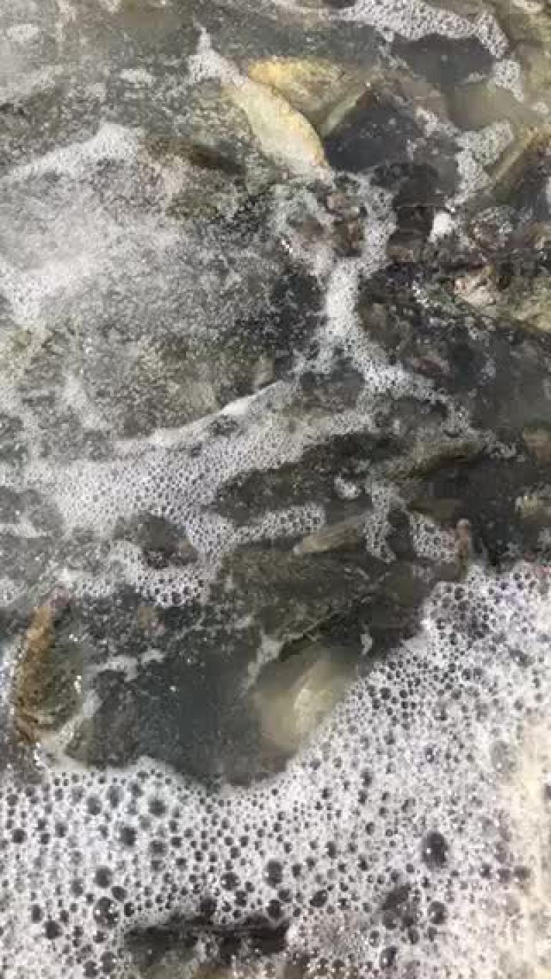 泥猛鱼