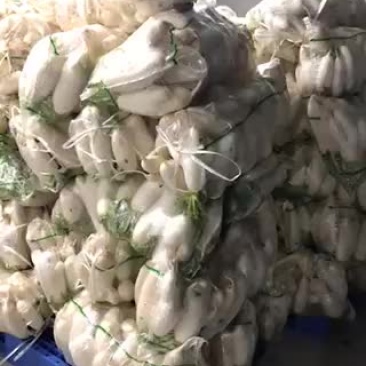 湖北白萝卜，专供工厂货
