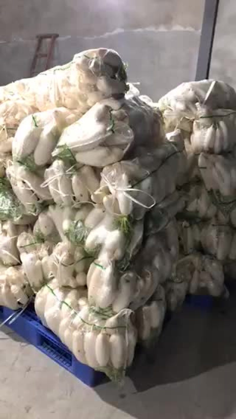 湖北白萝卜，专供工厂货