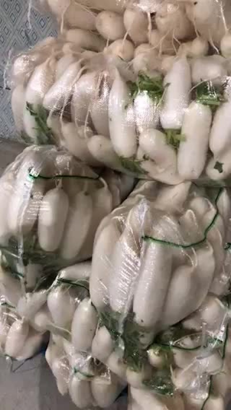 湖北白萝卜，专供工厂货