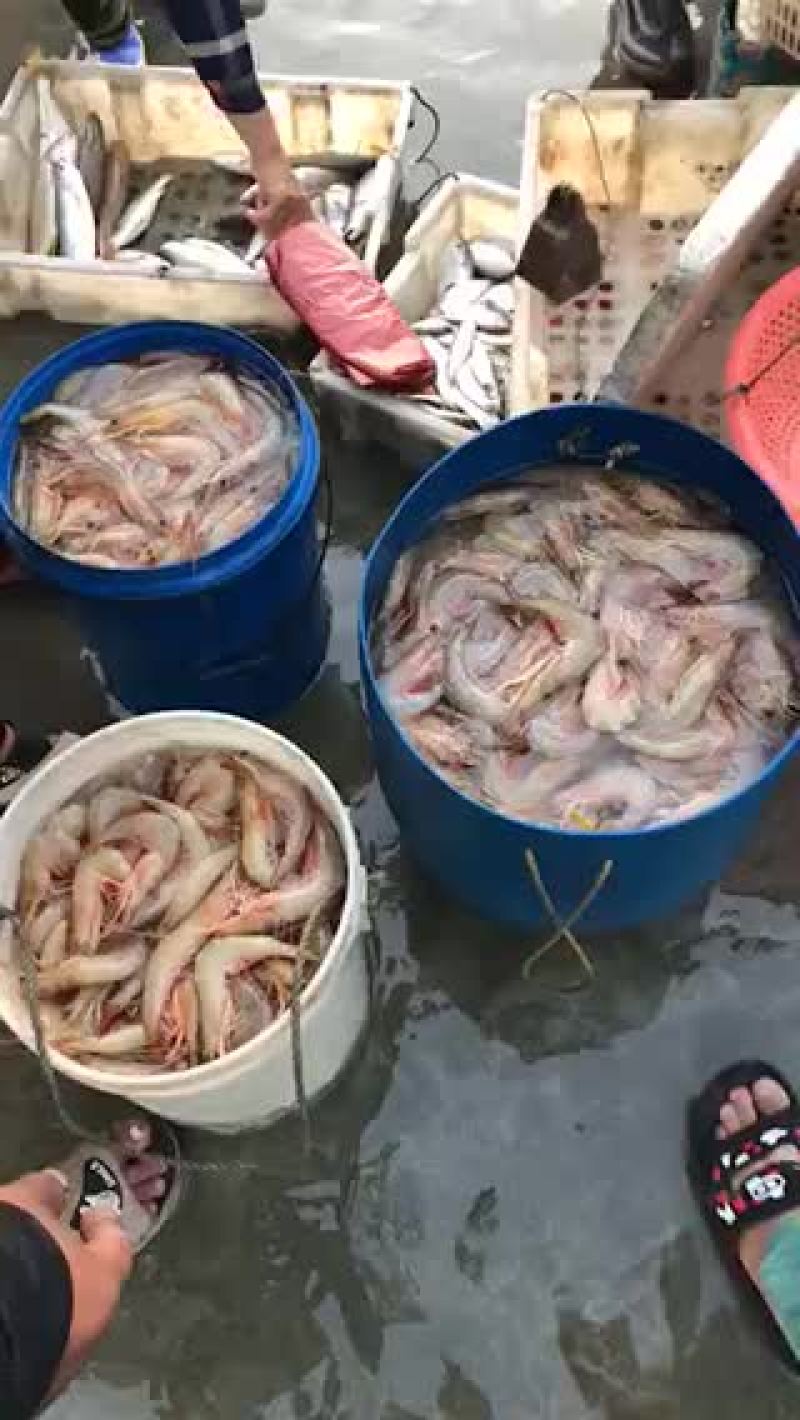 天然大白虾