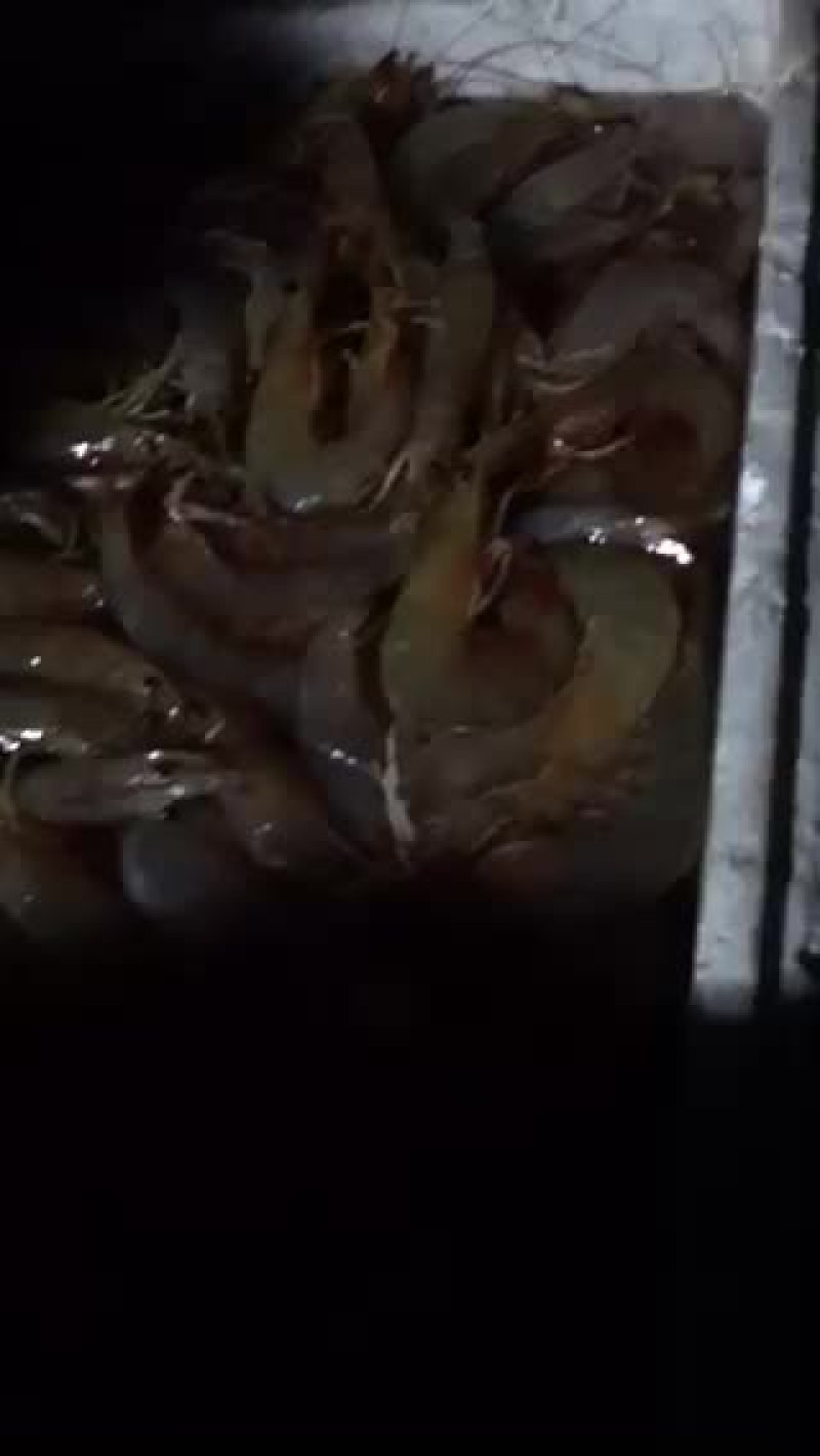 天然大白虾