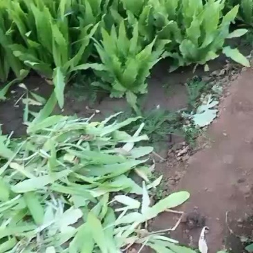 蔬菜