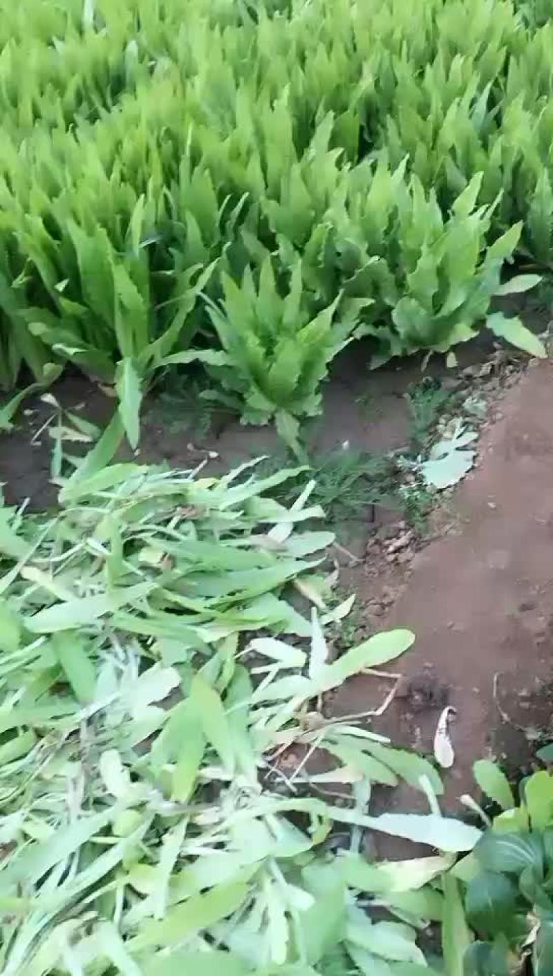蔬菜