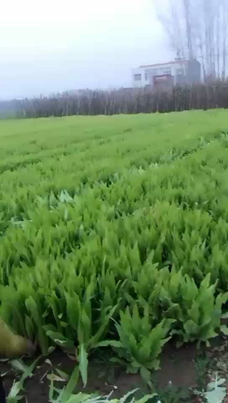 蔬菜