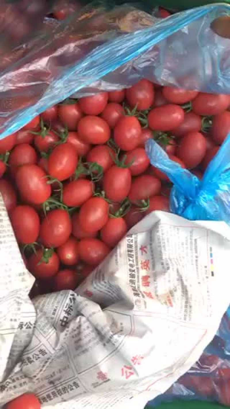 陵水千禧圣女果已经上市，