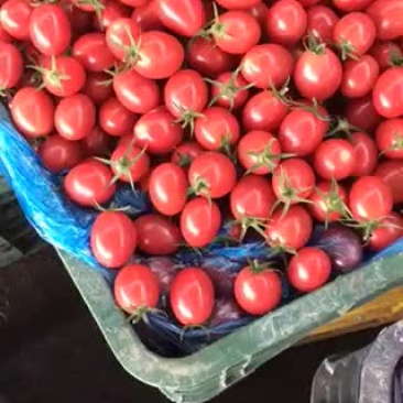陵水千禧圣女果已经上市，