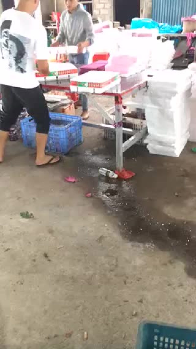 陵水千禧圣女果已经上市，