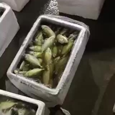 泥猛鱼