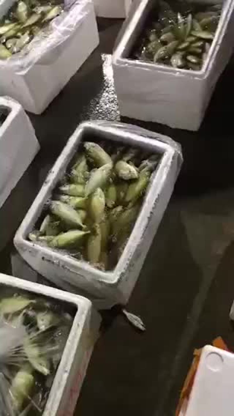 泥猛鱼