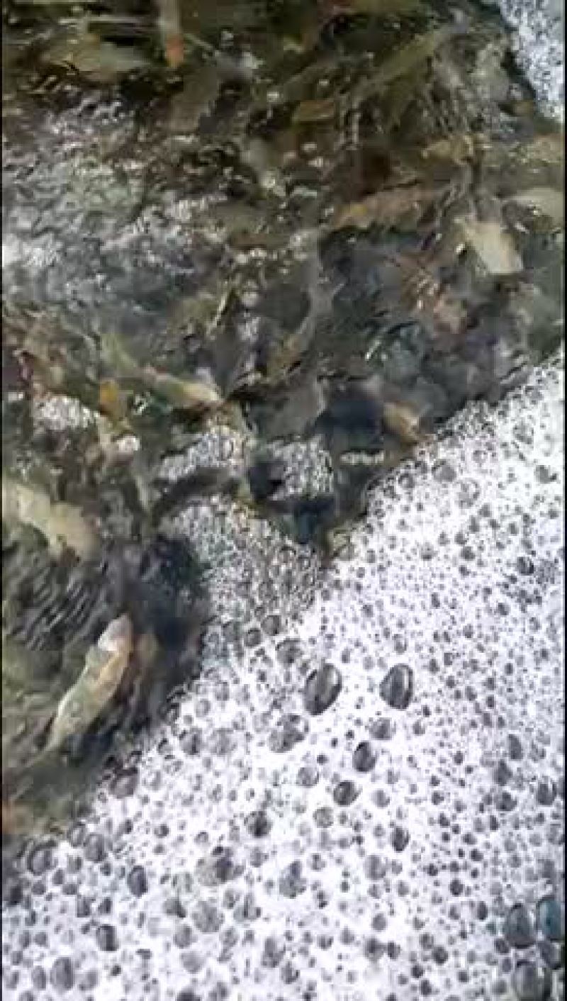 泥猛鱼