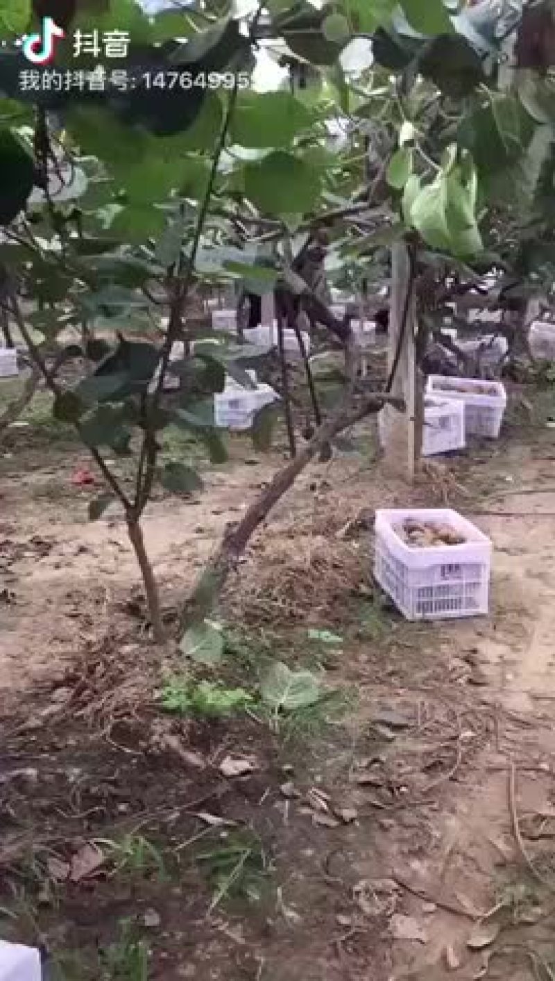 一手货源，批发，一件代发，专供批发市场，价格实惠最低
