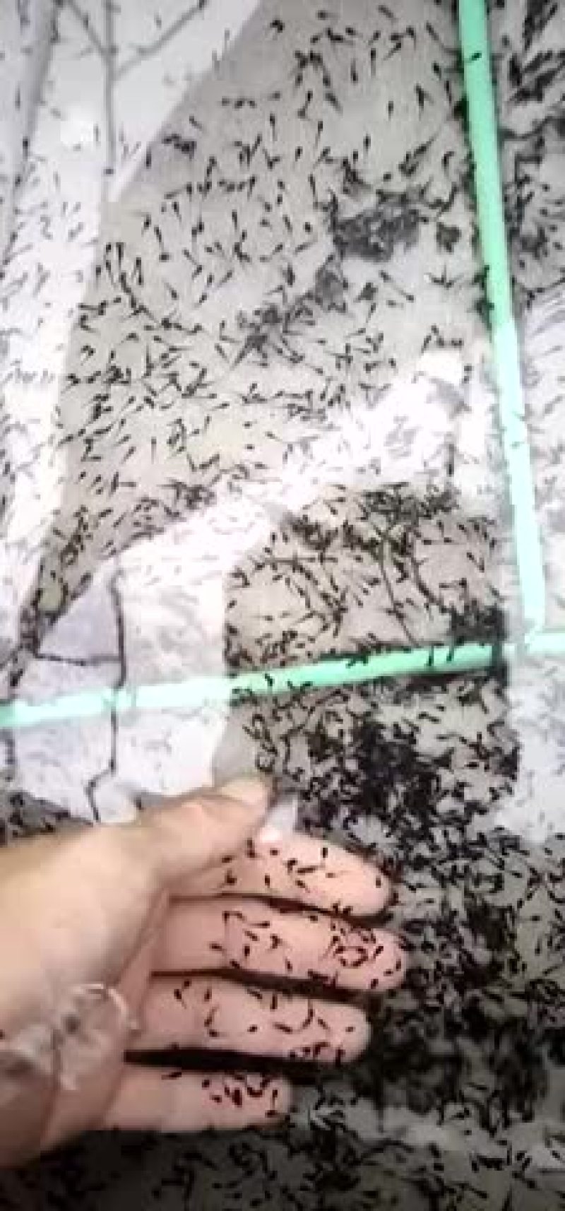牛蛙